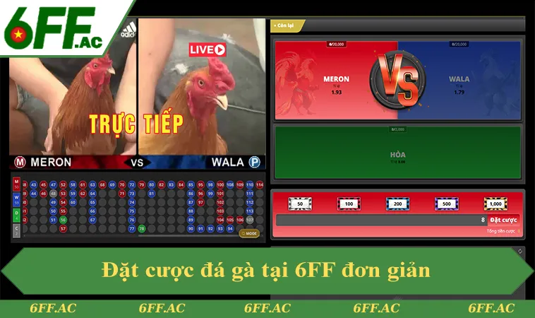 Đặt cược đá gà tại 6FF đơn giản trên giao diện tiếng Việt