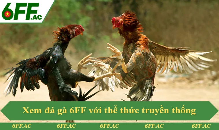 Xem đá gà 6FF hôm nay với thể thức truyền thống kỹ thuật cao