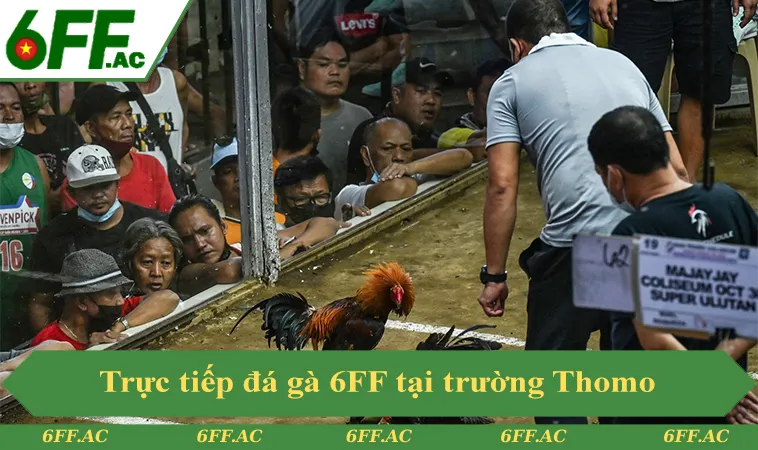 Trực tiếp đá gà 6FF tại trường Thomo chất lượng 4K